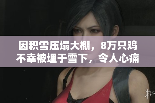 因积雪压塌大棚，8万只鸡不幸被埋于雪下，令人心痛